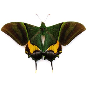 Real rare Kaiser-i-Hind Swallowtail butterfly framed - Teinopalpus imperialis - Victorian mount