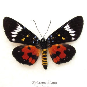 May include: A black, red, and white butterfly with yellow markings. The butterfly is mounted on a white background. The text "Episteme bisma Indonesia" is printed below the butterfly.