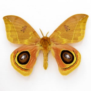 Real Saturn moth framed taxidermy - Automeris tridens