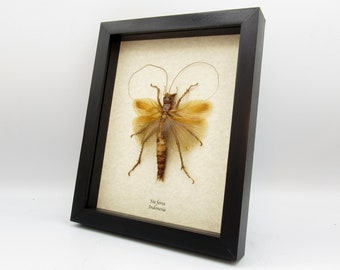 Giant predatory cricket framed taxidermy - Sia ferox