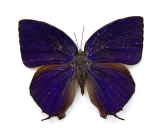 非常に珍しい赤いスノーアポロ蝶の額入り標本 - Parnassius nomion