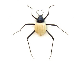 Sehr seltener gerahmter Nebeltrinker Dunkelkäfer - Stenocara eburnea