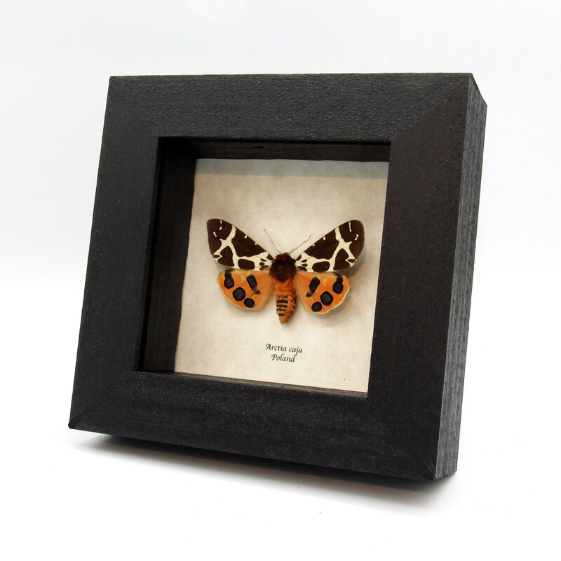 Moth In Frame Moth in Frame - Etsy
