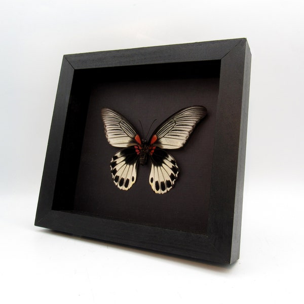Real Great Mormon butterfly framed - Papilio memnon agenor - female - minor damage