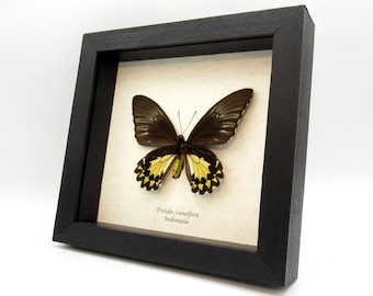 Real yellow Birdwing butterfly framed taxidermy - Troides cuneifera - female