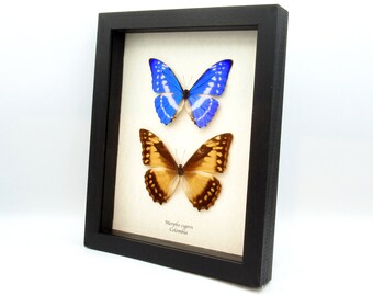 Real Morpho Butterflies Framed Taxidermy - Morpho Cypris - Male