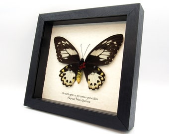 Real XL butterfly framed taxidermy - Ornithoptera priamus poseidon - female