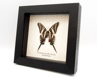 Real Zebra Swallowtail butterfly framed - Eurytides marcellus lecontei