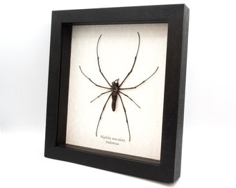 Real Giant Wood Spider framed taxidermy - Nephila maculata