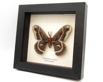 Real framed Cecropia moth taxidermy - Hyalophora cecropia