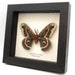 see more listings in the Moths section