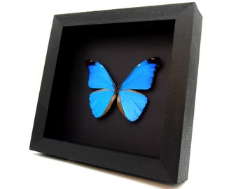 Rare Metallic Blue Morpho Butterfly Framed Taxidermy - Morpho