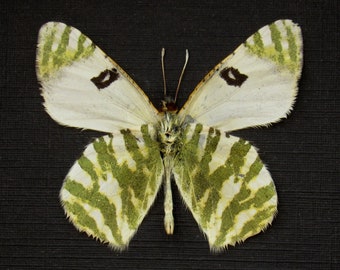 Real Green-striped White butterfly framed taxidermy - Euchloe belemia