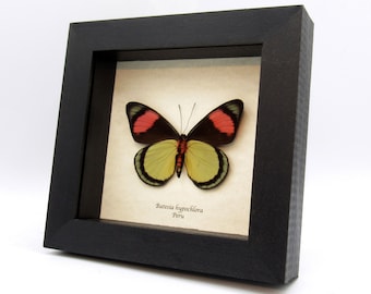 Rare Metallic Blue Morpho Butterfly Framed Taxidermy - Morpho