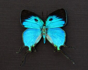 蝶の剥製　絵　　絵画　　入手困難　ブラジル産 ブラジル産蝶剥製絵画希少