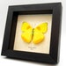 see more listings in the S American Butterflies section