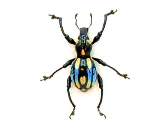 WEEVIL MANIA! Seltener blauer Rüsselkäfer ausgestopfter Rüsselkäfer - Pachyrhynchusstabsevkisi
