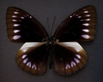 Real King Crow butterfly framed taxidermy - Euploea westwoodi bangkaiensis