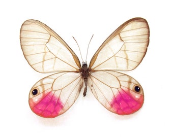 Rare magenta glasswing butterfly framed - Cithaerias pyritosa