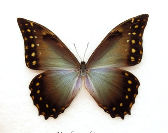 Rare Giant Morpho butterfly framed taxidermy - Morpho amphitryon