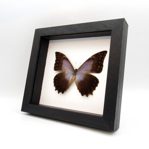 Morpho theseus - Etsy 日本