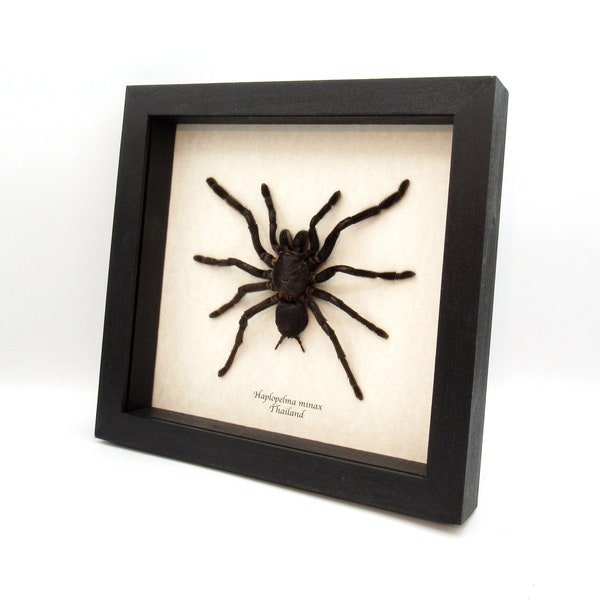 Real XXL Tarantula framed - Haplopelma minax