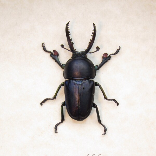 Real Stag beetle framed taxidermy - Lamprima adolphinae - purple/black color form