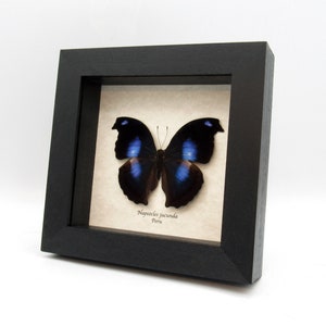 May include: A framed butterfly specimen with black wings and blue iridescent markings. The butterfly is labeled "Napocles jucunda Peru".