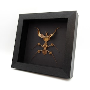 May include: A preserved brown mantis insect displayed in a black frame with a black background.