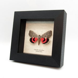 May include: A framed specimen of a Catocala concumbens moth, a species native to the United States. The moth has gray wings with red and black markings. The frame is black and has a white background with the scientific name and location of the moth.