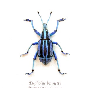 May include: A blue and black beetle with long legs and a striped pattern on its back. The beetle is called "Eupholus bennetti" and is from Papua New Guinea.