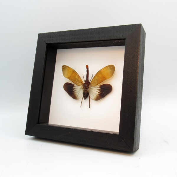 Real Lanternfly framed taxidermy - Pyrops pyrorhyncha