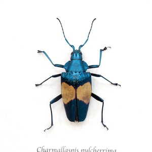 標本 West papua Calodema suhandae 44mm Very Rare Jewel Beetle