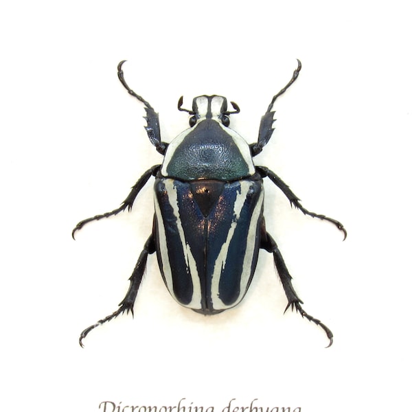 Real Scarab beetle framed taxidermy - Dicronorhina derbyana - female - blue form