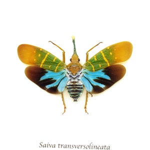 May include: A colorful insect with green, yellow, blue, and brown wings. The insect is called "Saiva transversolineata".