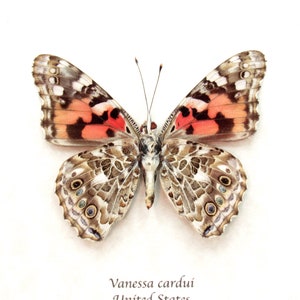 Real Painted Lady butterfly framed taxidermy Vanessa cardui verso image 1