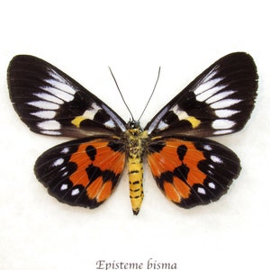 May include: A black, white, orange, and yellow butterfly with the text "Episteme bisma Indonesia" printed below it.