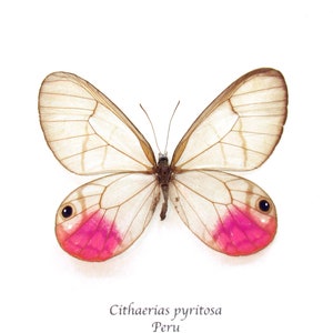 Rare magenta glasswing butterfly framed - Cithaerias pyritosa