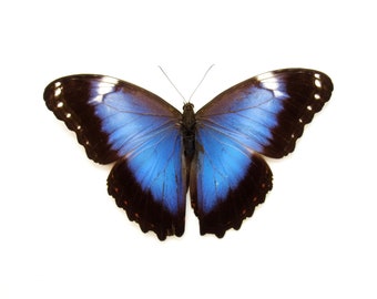美麗モルフォ２種 本物のバイオレットモルフォ蝶 - Morpho helenor violaceus - ビクトリ