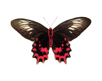 本物の吸血鬼蝶の額入り剥製 - Atrophaneura semperi albofasciata 本物の吸血鬼蝶の額入り剥製 - Atrophaneura semperi albofasciata