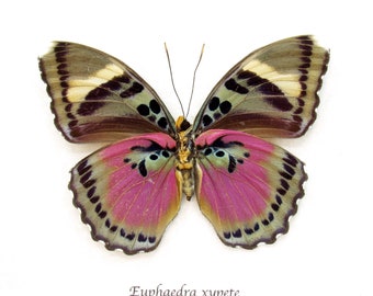 Rare fuchsia butterfly framed taxidermy - Euphaedra xypete - XL female