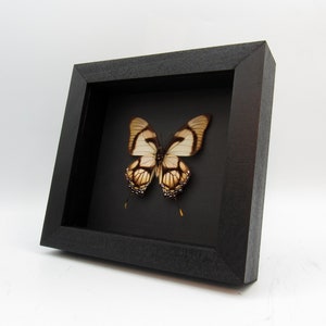 Rare Tiger butterfly framed Hewitsonia boisduvalii