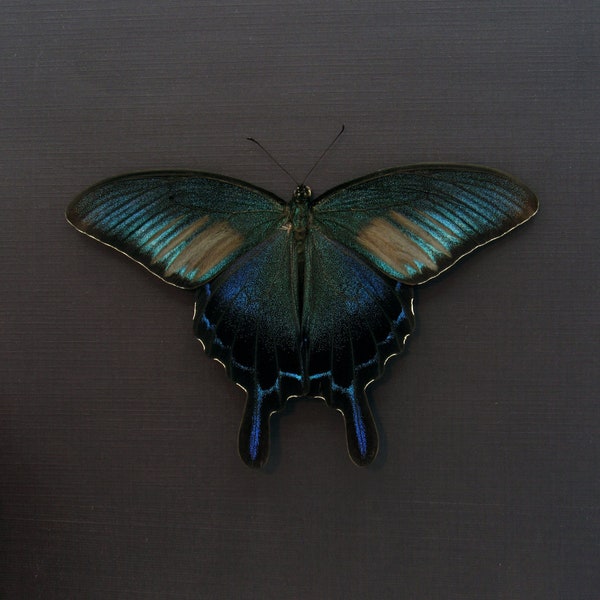 Rare black Peacock Swallowtail butterfly framed taxidermy - Papilio dehaani - summer form - Victorian mount