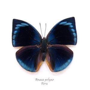 Può includere: Una farfalla blu e viola con la testa verde, appuntata su uno sfondo bianco. Il testo "Anaea polyxo Peru" è stampato sotto la farfalla.
