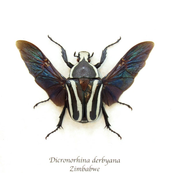 Real Scarab beetle framed taxidermy - Dicronorhina derbyana - female - black form