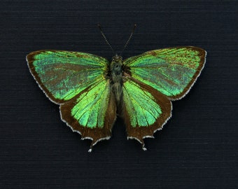 本物の小さな青い蝶の剥製 - Jamides euchylas - Etsy 日本