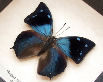 Real blue butterfly framed taxidermy - Anaea xenocles