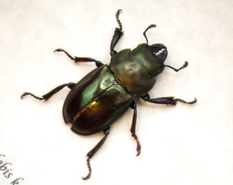 Real Stag Beetle Framed Taxidermy - Odontolabis Kazuhisai - Etsy