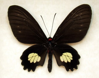 Rare black Cattleheart butterfly framed taxidermy - Parides chabrias - female