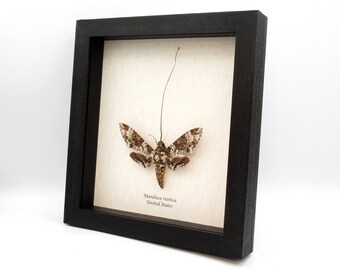 XL Rustic Sphinx moth framed taxidermy - Manduca rustica - female - extended proboscis